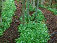 Bärlauchinsel zwischen Feuchtgebieten